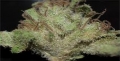 feeltheweed